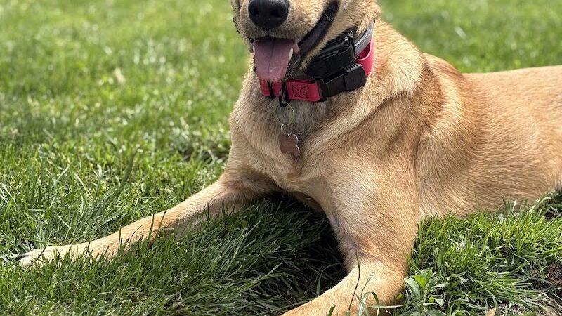 Right Way K9 Training - Berea, OH