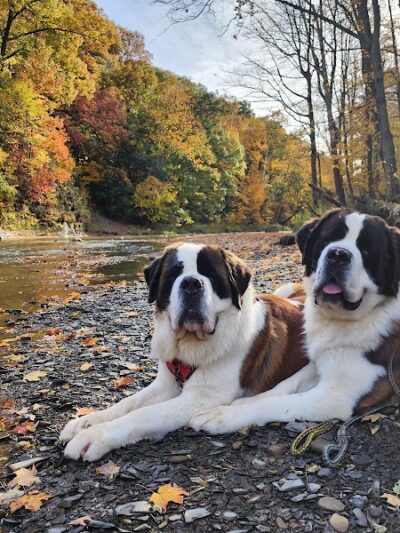 Right Way K9 Training - Berea, OH