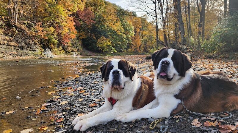 Right Way K9 Training - Berea, OH