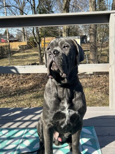 Right Way K9 Training - Berea, OH