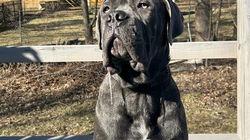 Right Way K9 Training - Berea, OH