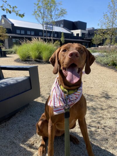 Right Way K9 Training - Berea, OH