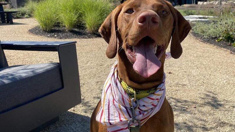 Right Way K9 Training - Berea, OH