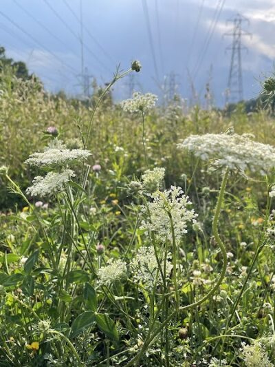 W. J. Green Picnic Area - Berea, OH