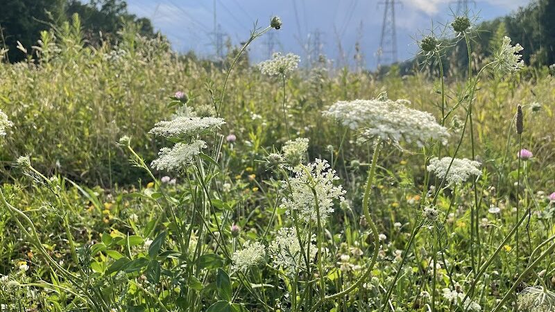 W. J. Green Picnic Area - Berea, OH