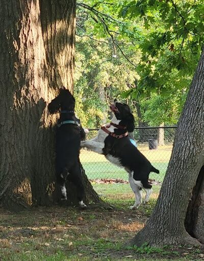 Berlin Lake Dog Park - Berlin Center, OH