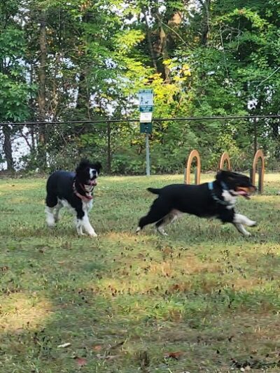 Berlin Lake Dog Park - Berlin Center, OH
