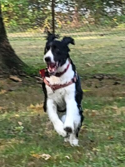 Berlin Lake Dog Park - Berlin Center, OH