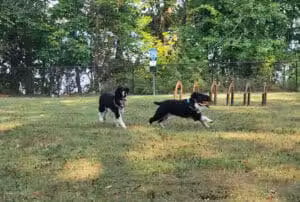 Berlin Lake Dog Park - Berlin Center, OH
