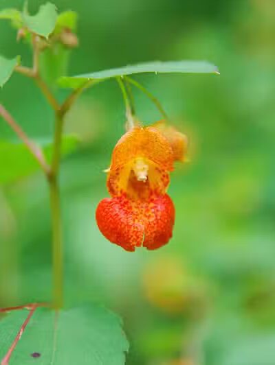 Edison woods lot - Berlin Heights, OH