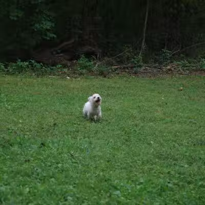Edison woods lot - Berlin Heights, OH