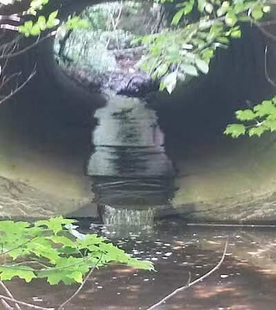 Hoffman Forest MetroPark - Berlin Heights, OH