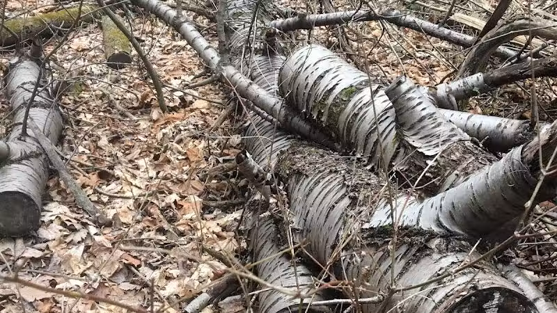 Hoffman Forest MetroPark - Berlin Heights, OH