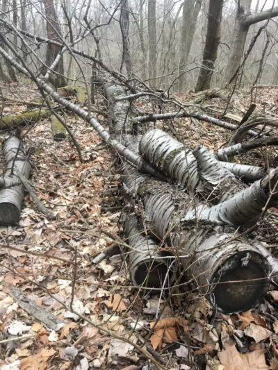 Hoffman Forest MetroPark - Berlin Heights, OH