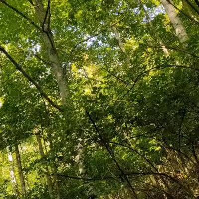 East Fork State Park - Bethel, OH