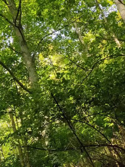 East Fork State Park - Bethel, OH