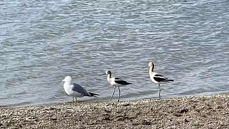 East Fork State Park Beach - Bethel, OH