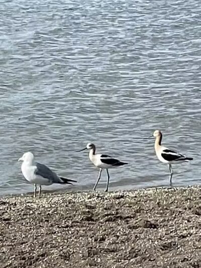 East Fork State Park Beach - Bethel, OH