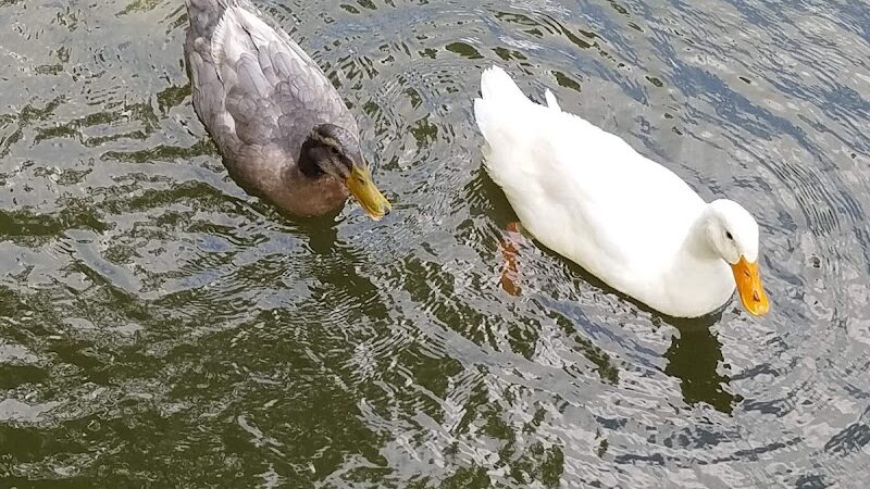 Epworth Park (EPCOA) - Bethesda, OH