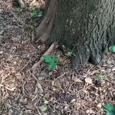 Schneider Dog Park - Bexley, OH