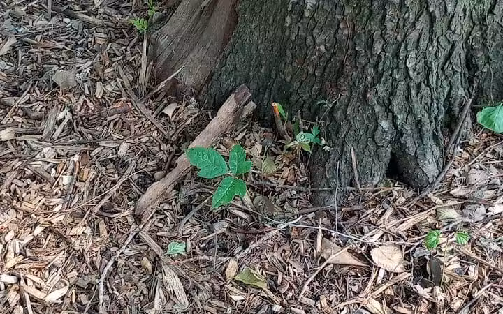 Schneider Dog Park - Bexley, OH