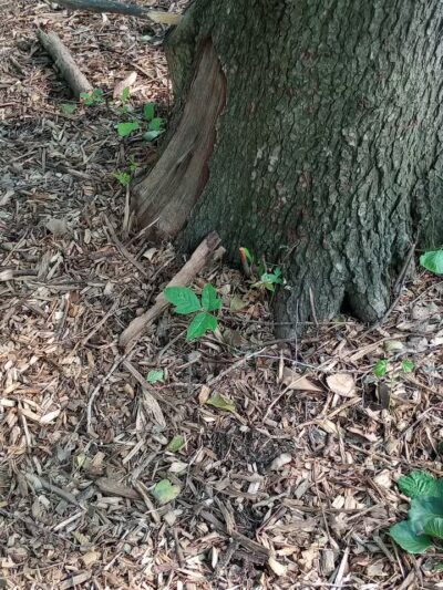 Schneider Dog Park - Bexley, OH