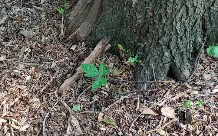 Schneider Dog Park - Bexley, OH