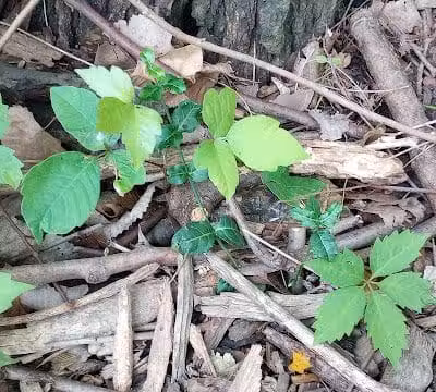 Schneider Dog Park - Bexley, OH