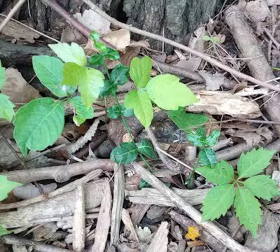Schneider Dog Park - Bexley, OH