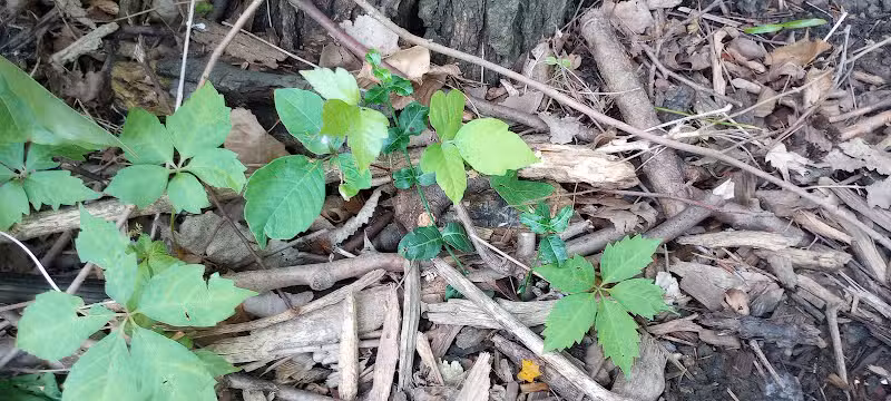 Schneider Dog Park - Bexley, OH