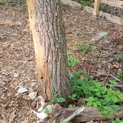 Schneider Dog Park - Bexley, OH