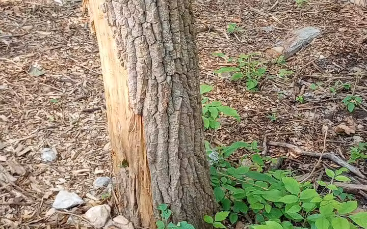 Schneider Dog Park - Bexley, OH