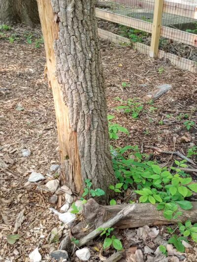 Schneider Dog Park - Bexley, OH