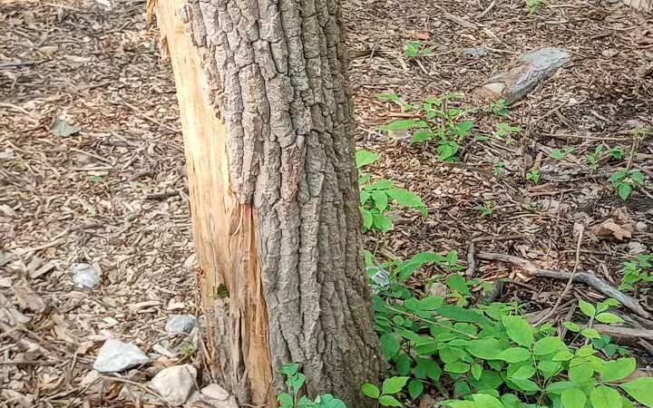 Schneider Dog Park - Bexley, OH