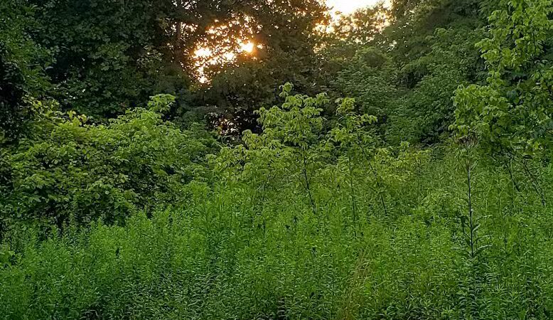 Blacklick Ridge Community Park - Blacklick, OH