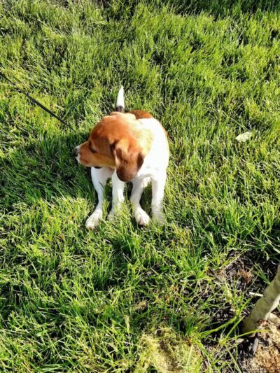 Crawford Farms Park - Blacklick, OH