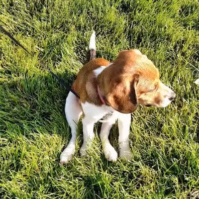Crawford Farms Park - Blacklick, OH