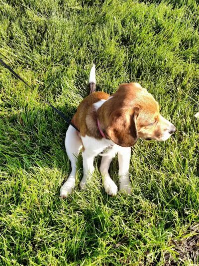 Crawford Farms Park - Blacklick, OH