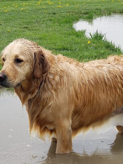 Tom Harvey Memorial Dog Park - Blanchester, OH