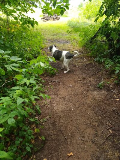Tom Harvey Memorial Dog Park - Blanchester, OH