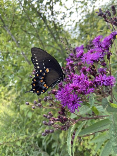 Tom Harvey Memorial Dog Park - Blanchester, OH