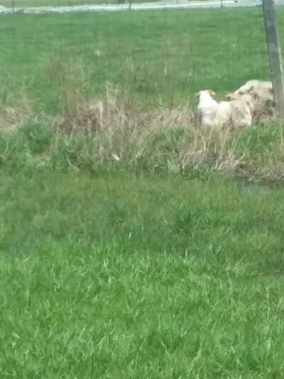 Tom Harvey Memorial Dog Park - Blanchester, OH