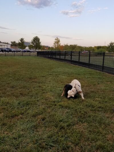 Summit Park Dog Park - Blue Ash, OH