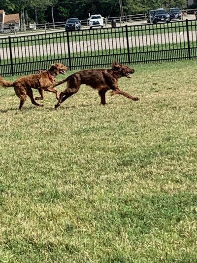 Summit Park Dog Park - Blue Ash, OH