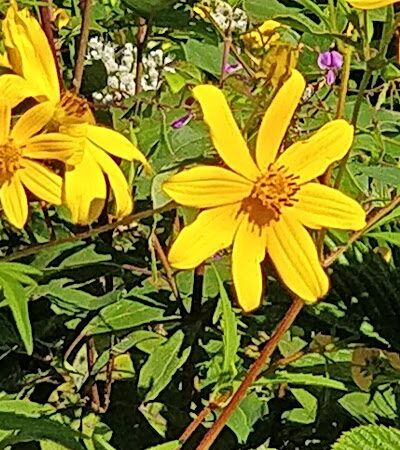 Summit Park Dog Park - Blue Ash, OH