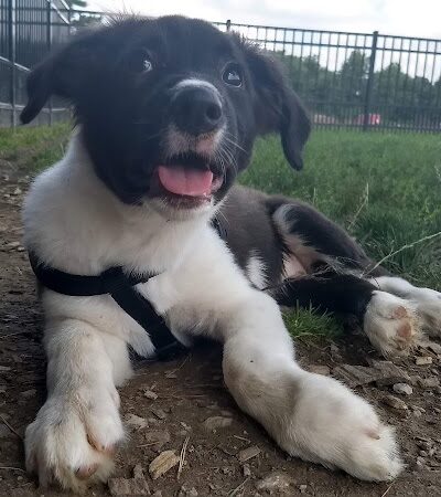 Summit Park Dog Park - Blue Ash, OH