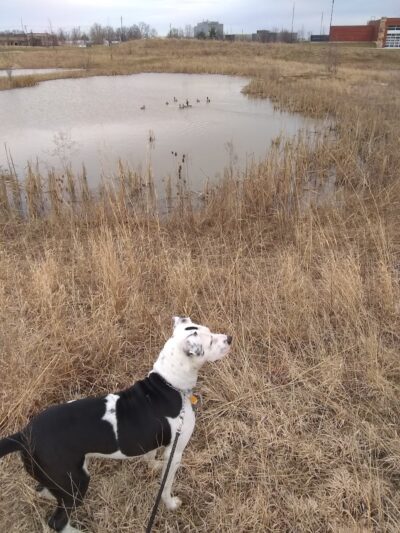 Summit Park Dog Park - Blue Ash, OH