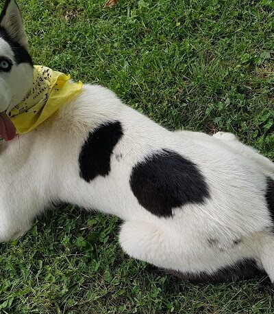 Summit Park Dog Park - Blue Ash, OH