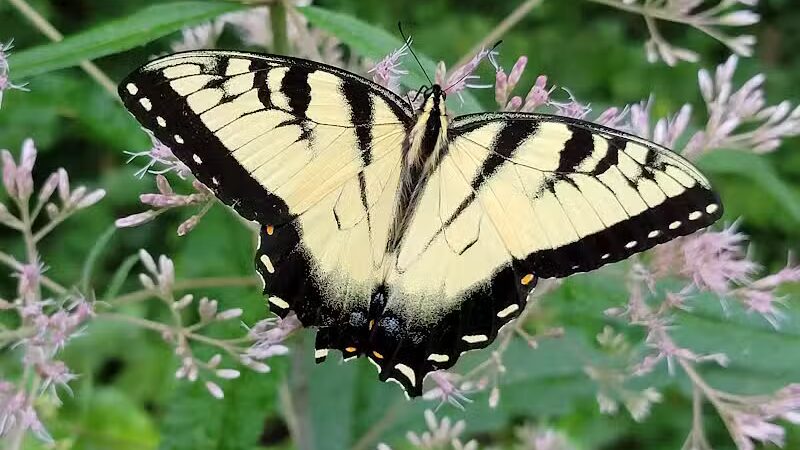 Shawnee State Park, Turkey Creek Lake - Blue Creek, OH