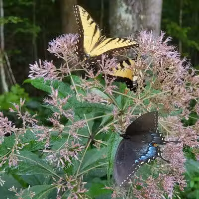Shawnee State Park, Turkey Creek Lake - Blue Creek, OH